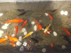 -张大嘴菜馆(庞各庄店)