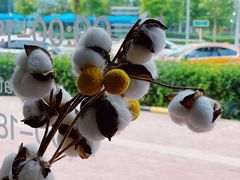 -卖呆儿咖啡(望京店)