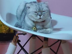 -李小姐の猫咖啡馆(五角场店)