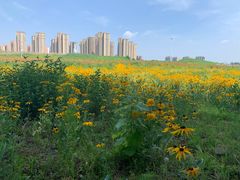 -丁香湖公园