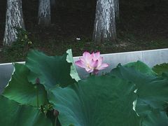 -月湖风景区