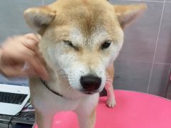 -宠福鑫康馨动物医院·骨科·眼科