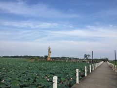 -洪湖生态旅游区