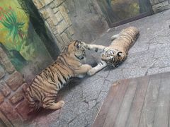 -上海野生动物园