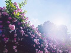 -四里河滨水生态公园