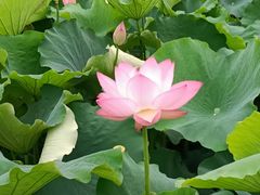 -梁鸿国家湿地公园