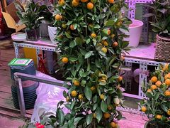 -花鸟鱼虫鲜花绿植市场(玉泉路店)
