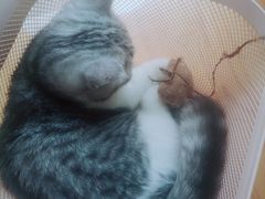 -MOYOYO猫咪咖啡店
