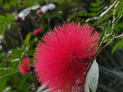 -西双版纳原始森林公园