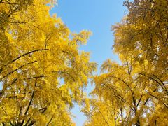 -三里屯东五街银杏大道