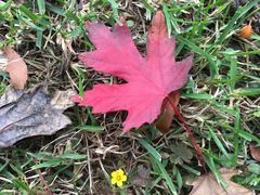 -天幕新彩云国际影城(激光巨幕店)