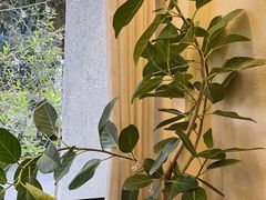 -COTTON CAFE(德信·中外公寓店)