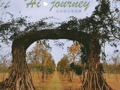 -上海海湾国家森林公园