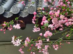 -南汇桃花村