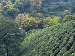 -阿巧茶庄