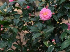 -深圳国际园林花卉博览园