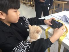 -喵园·猫主题咖啡厅·撸猫·猫咖(国贸店)