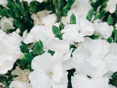 -花心思鲜花店(武昌徐东店)