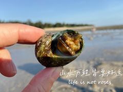-贝壳沙滩
