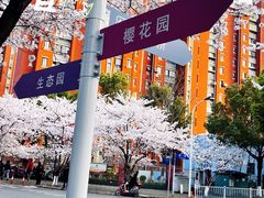 -高东镇樱花园