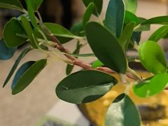 -奔跑吧陕菜·盛世长安(民乐园万达店)