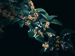 -麦当劳(塔园路店)