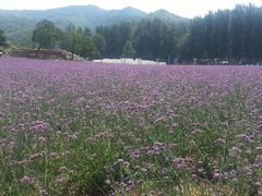 android_upload_pic-紫海香堤香草艺术庄园