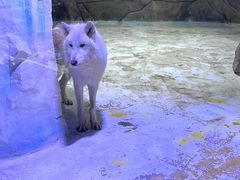 -海合安成都极地海洋公园