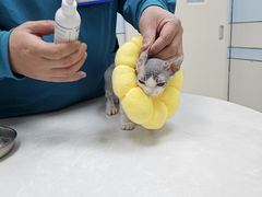 -中农国际动物医院24小时·猫科·骨科·急重症中心