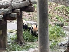 -都江堰中华大熊猫苑