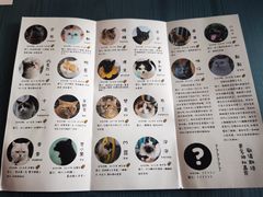 -喵屿·大理花园猫咖