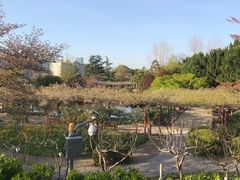 -嘉定紫藤园