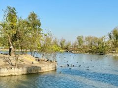 -盐城丹顶鹤湿地生态旅游区