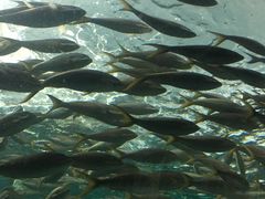 -瑞普利水族馆