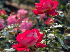 -人民公园(罗湖区)