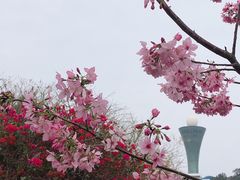 -狐尾山公园