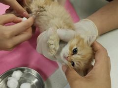 -北京观赏动物医院·24小时大型综合·猫专科·异宠专科