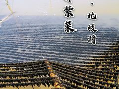 -北岐滩涂