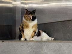 -伟伟宠物医院·CT影像中心·瑞派犬猫综合性门诊(汉口总院)
