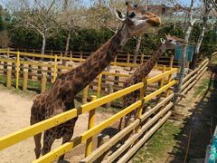 -西霞口神雕山野生动物世界
