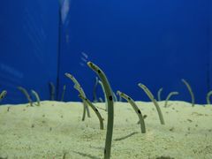 -上海海洋水族馆