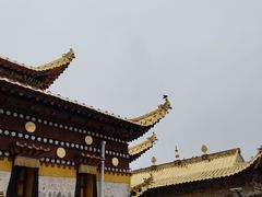 -四川郎木寺镇
