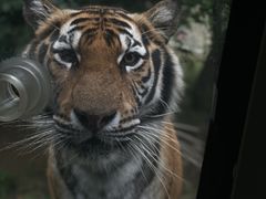 -栾川竹海野生动物园