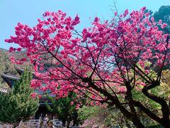 -黑龙潭公园