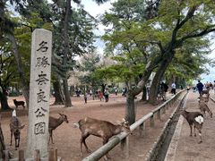 -奈良公园