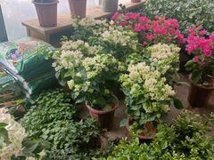 -龙大花卉苗木市场
