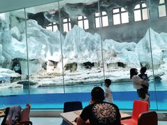 -帝企鹅自助餐厅•儿童岛•真企鹅(长隆企鹅酒店)