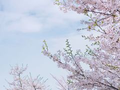 -顾村公园