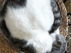 -猫猫幼稚园·撸猫·桌游·电玩
