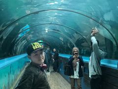-悉尼海洋生物水族馆